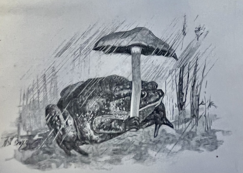 Frog with a Mushroom Umbrella