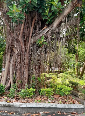Tree outside classroom