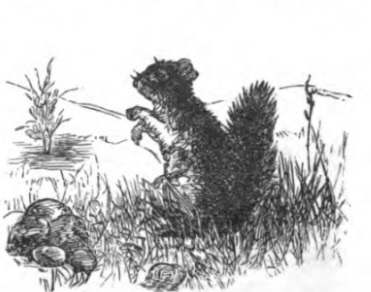 Illustration of a Squirrel, p. 170