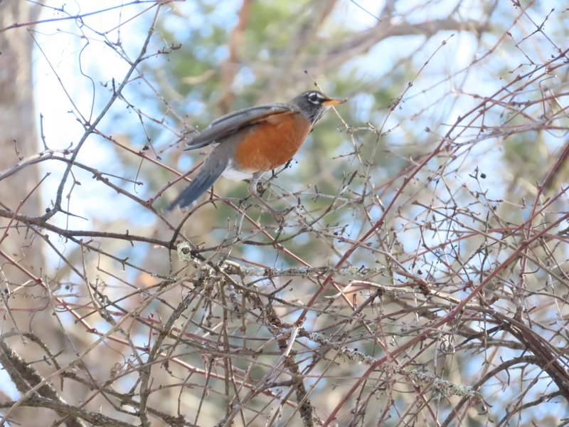 American Robin (photo by Jennifer Rycenga, January 2, 2026)