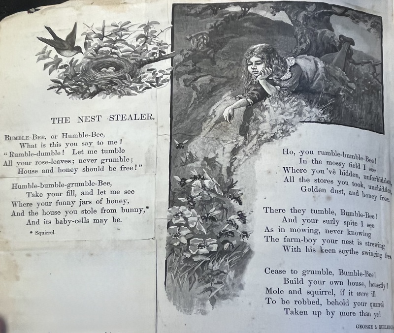 The Nest Stealer illustration