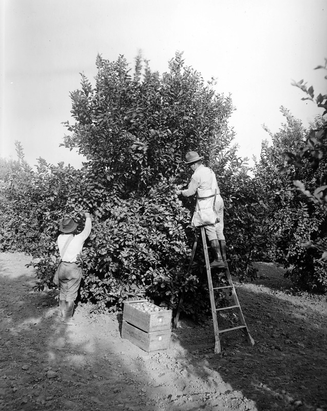 Workers Loading Boxes Marked "Limoneira Company" with Oranges, ca.1920