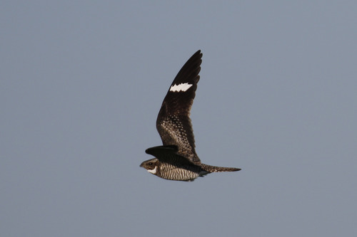 Common Nighthawk, 2016 photograph, copyright Donna Pomeroy