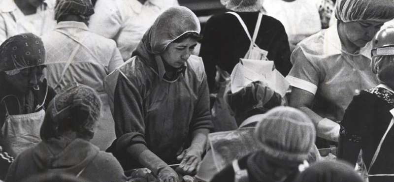 Women working in a cannery