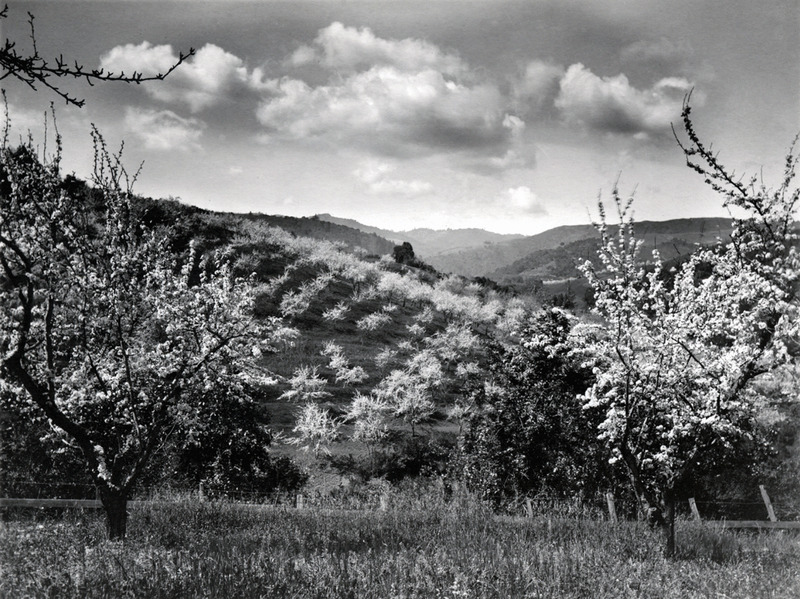 Blooming Orchard Trees Vista, Santa Clara County