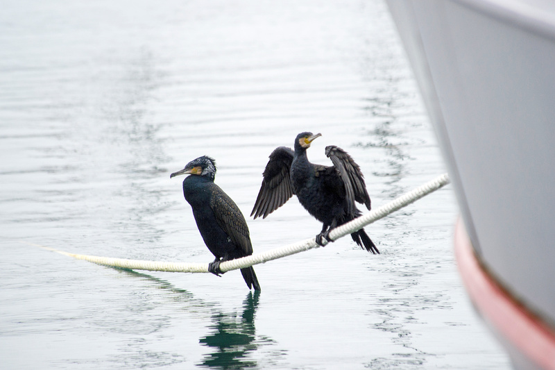 Two Great Cormorants on a ship's Hawser
