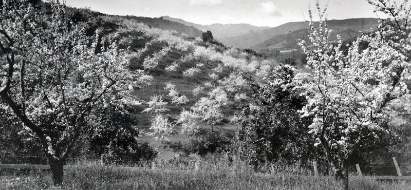 Blooming Orchard Trees Vista, Santa Clara County, Cropped