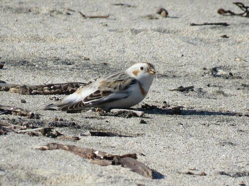 Snow Bunting  (Plectrophenax nivalis), photo by Jennifer Rycenga, 2022