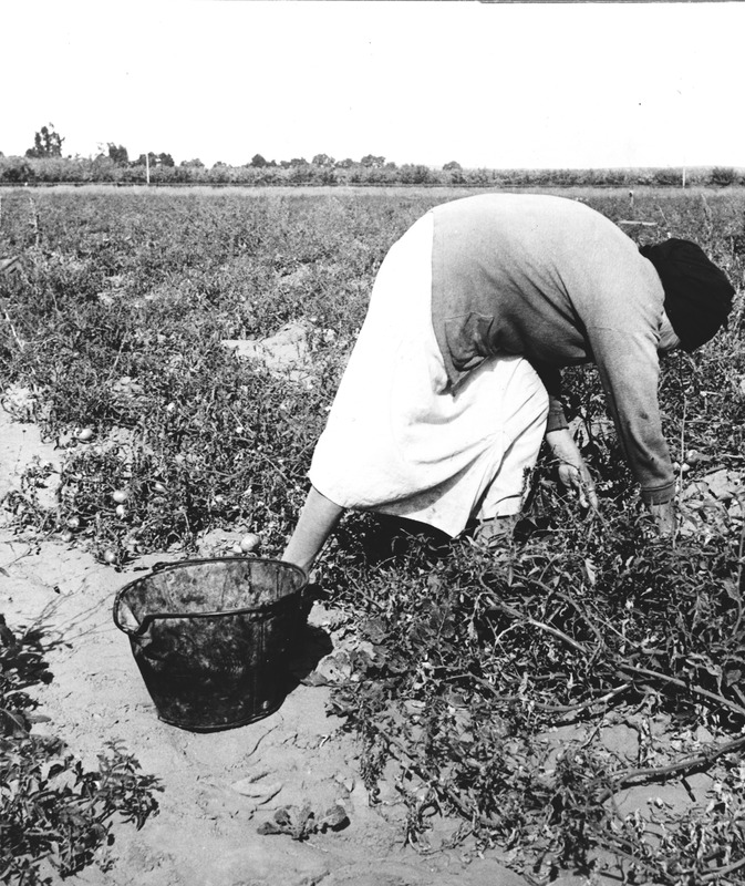 Mexican grandmother of migrant family picking tomatoes in commercial field. Santa Clara County, California