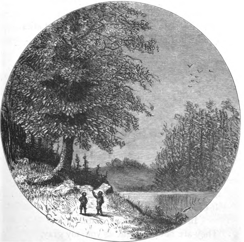 Illustration of Boys walking along a river and looking up into a tree. p. 169
