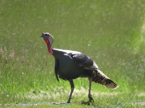 Wild Turkey