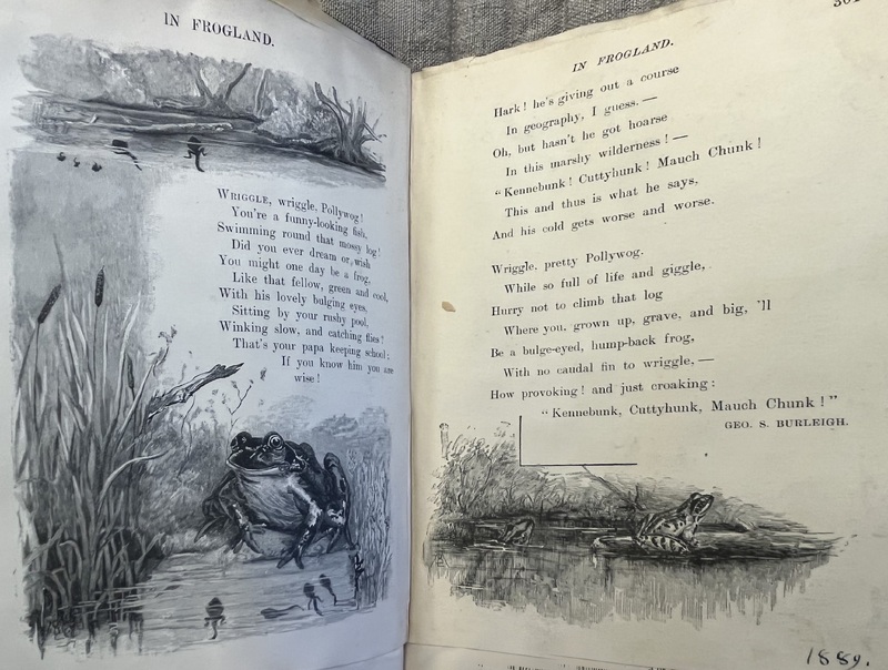 Frogland Illustrations