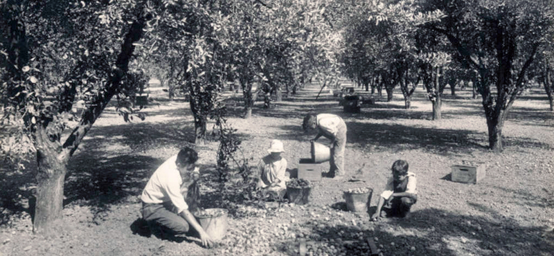 Orchard vs. Field/Row Crop Cropped