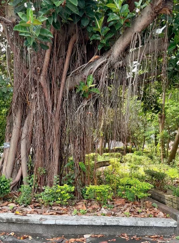 Tree outside classroom, from video Sounds from Outside the Classroom
