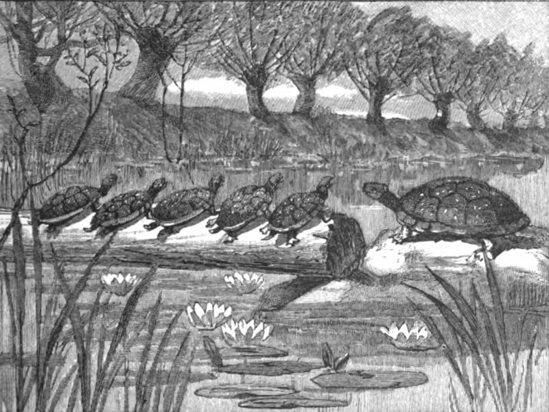 Illustration of "A Turtle Show"