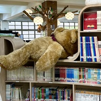 Sun Shine School Library Bear