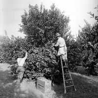 Workers Loading Boxes Marked "Limoneira Company" with Oranges, ca.1920