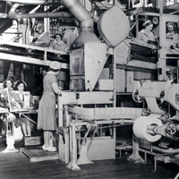 Packing Prunes at Del Monte Plant 51 Circa 1950