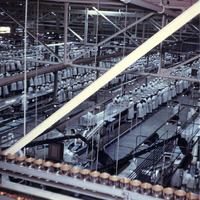 Women at Work Inside Cannery