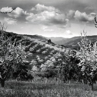 Blooming Orchard Trees Vista, Santa Clara County