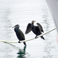 Two Great Cormorants on a ship's Hawser