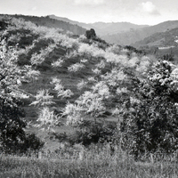 Blooming Orchard Trees Vista, Santa Clara County, Cropped