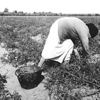 Mexican grandmother of migrant family picking tomatoes in commercial field. Santa Clara County, California