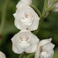 Flower of the Holy Spirit - by TommyCrash - Own work, CC BY-SA 3.0