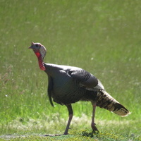 Wild Turkey