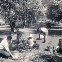 Orchard vs. Field/Row Crop Cropped