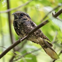 Eastern Whip-poor-will