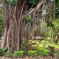 Tree outside classroom, from video Sounds from Outside the Classroom
