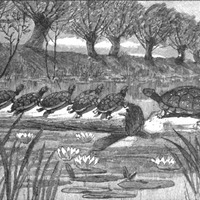 Illustration of "A Turtle Show"